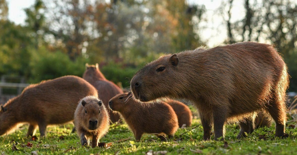 Capybara. Капибара животное. Грызун капибара. Животные Южной Америки капибара. Черная капибара.