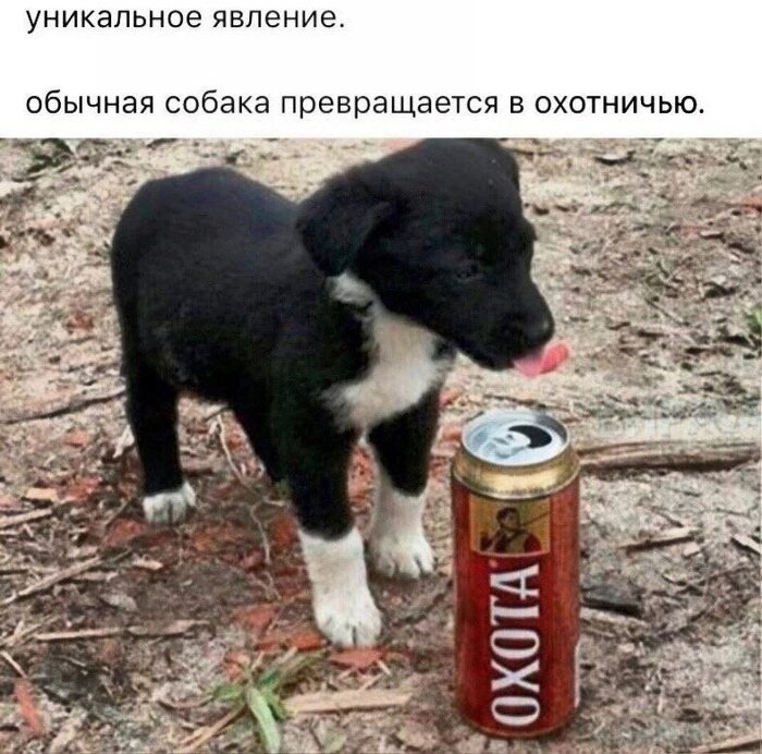 Пиво | Пикабу
