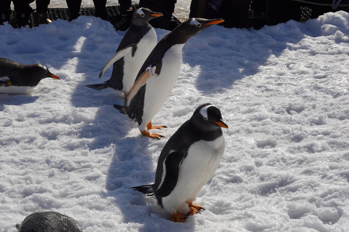  ,        .  . ,   ,      .