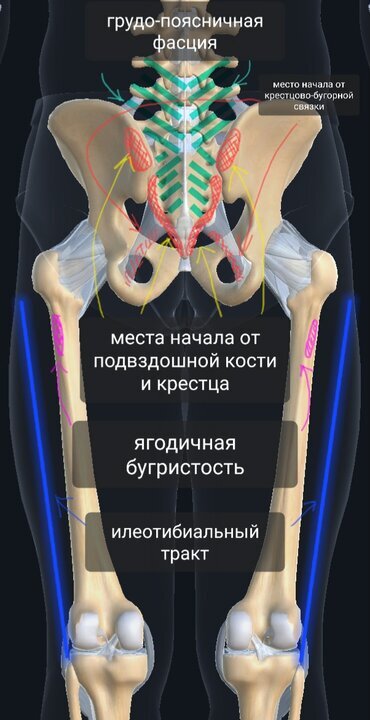 Большая ягодичная мышца | Пикабу
