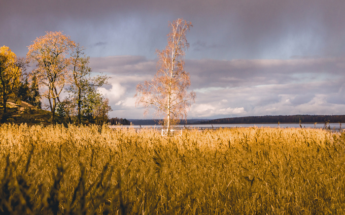 Просто опадающая береза сквозь заросли