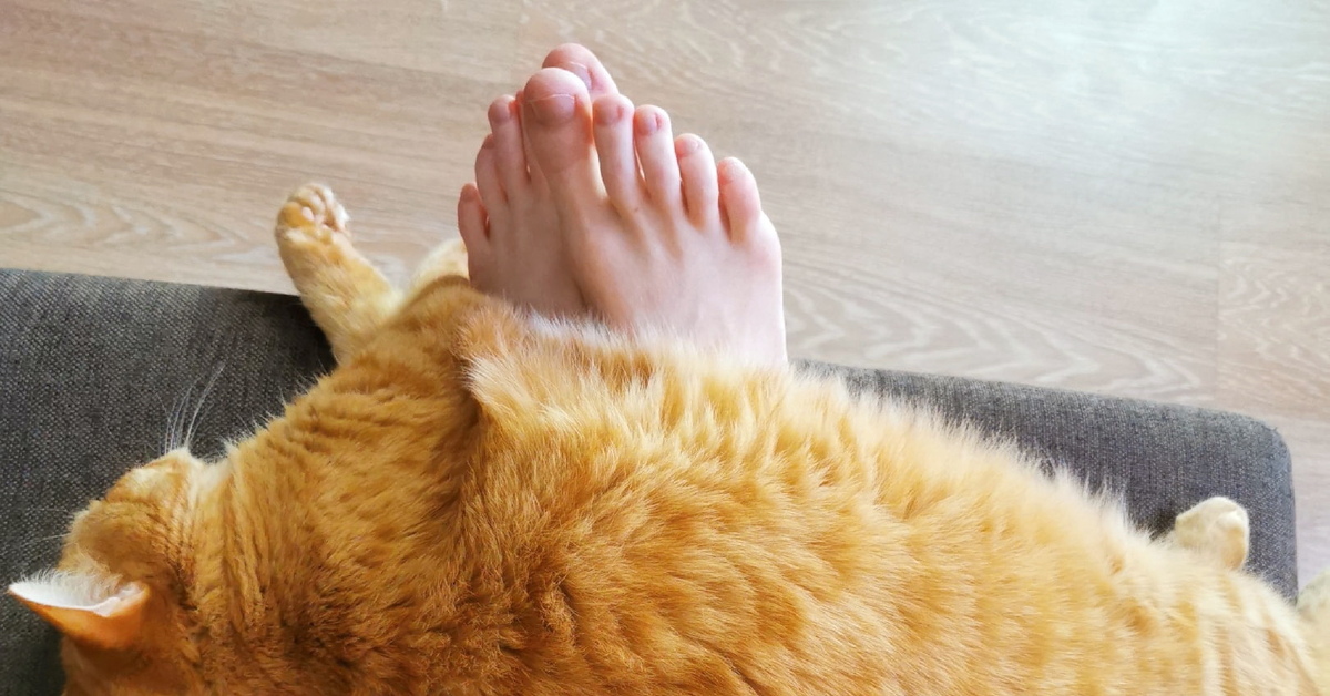 Кошка спит в ногах