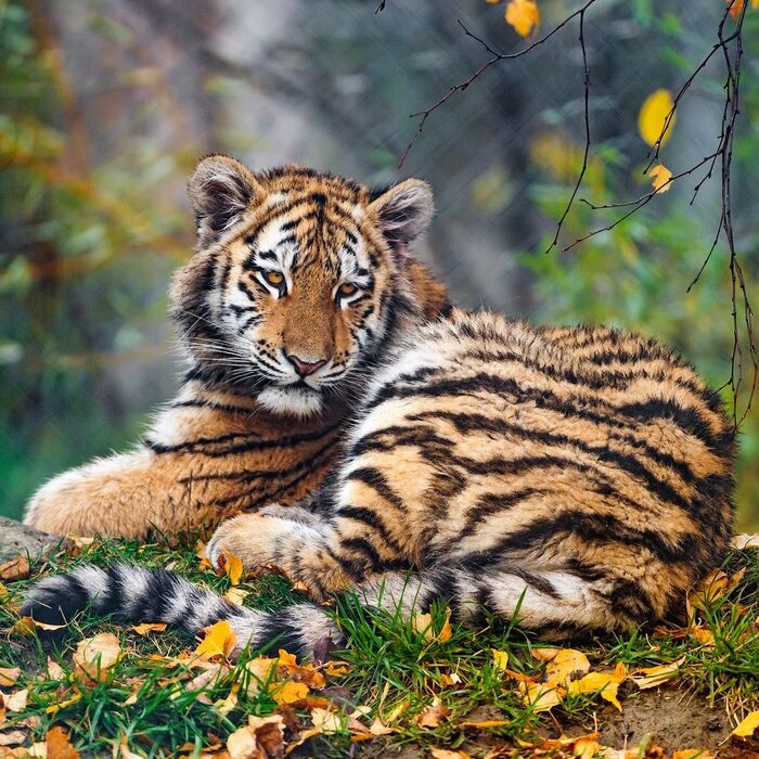 Осенний тигр