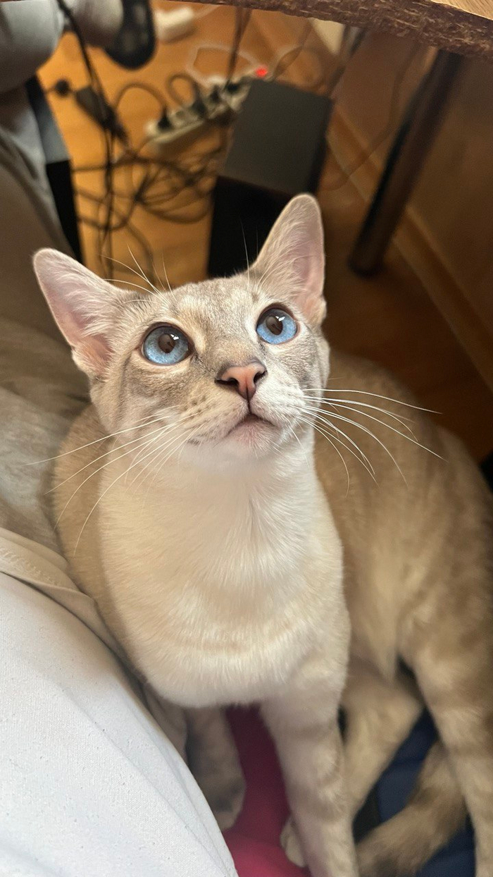 ,  Ice. 6 .     ,  .