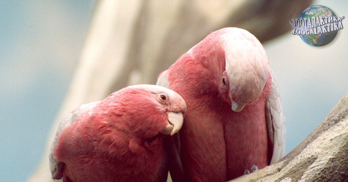 Peekaboo Cockatoo