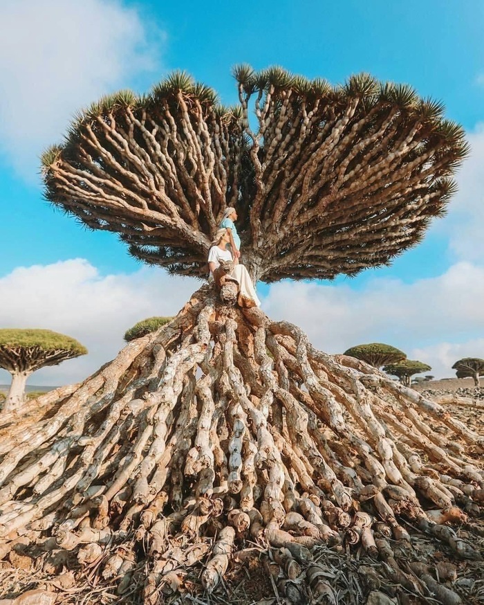 Дерево крови