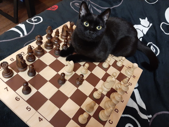 Знакомьтесь с Котей. Главная шахматистка в мире кошек