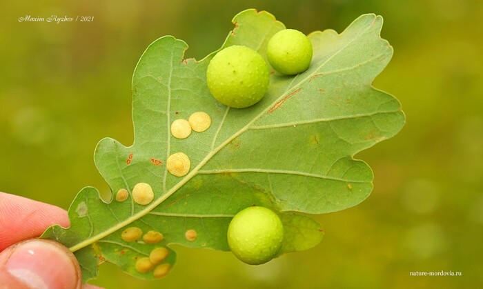 Галлы дубовой орехотворки (Cynips quercusfolii) и орехотворки виноградной (Neuroterus quercusbaccarum)