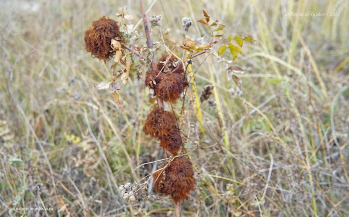 Галлы орехотворки розанной (Diplolepis rosae)