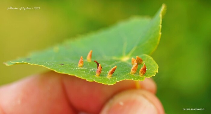 Галлы галлового липового клеща (Eriophyes tiliae)