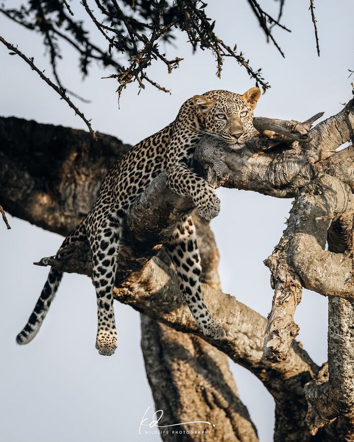 Лежу, гляжу