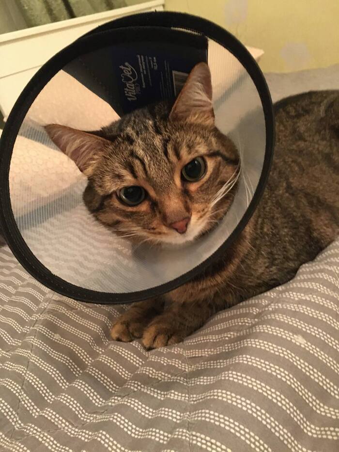 Ответ на пост «Бедная жизнь»