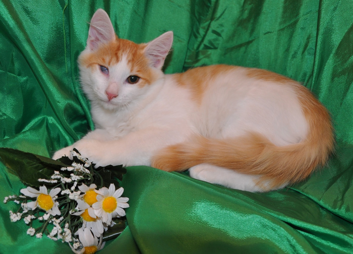 Неразлучники | Пикабу