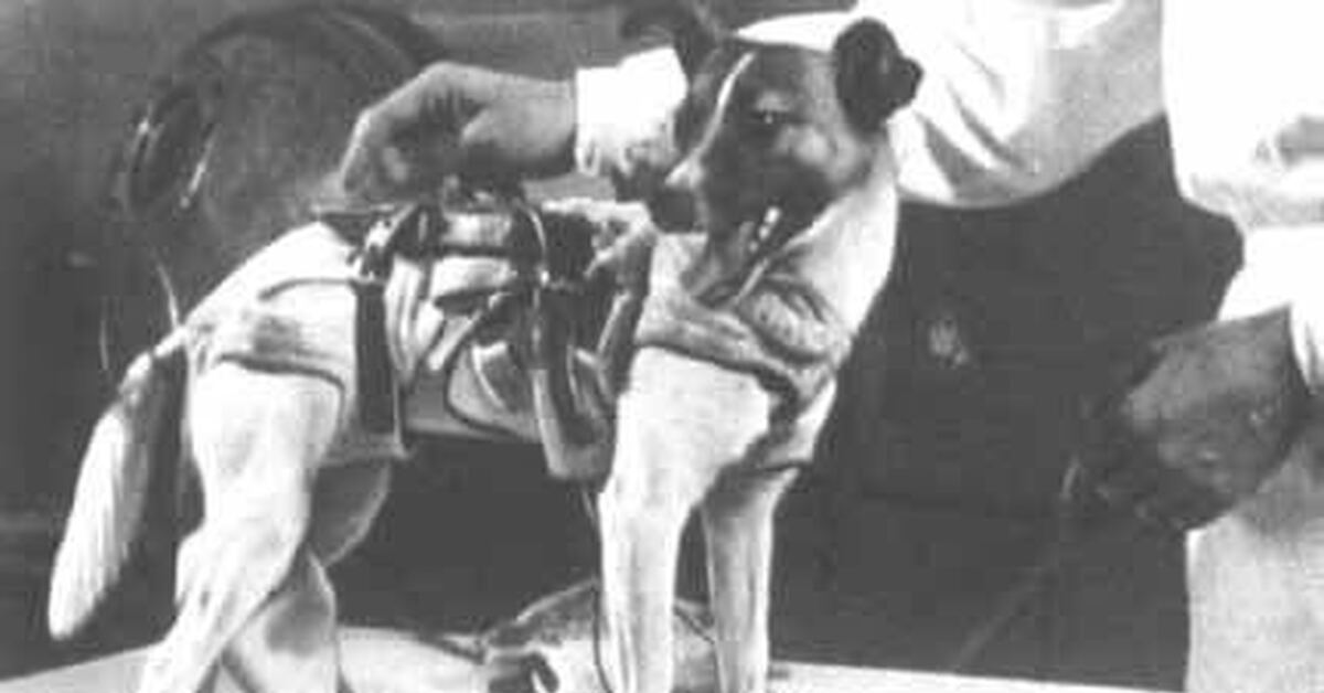 Первая собака в спутнике. Собака лайка 1957. 1 Собака лайка космонавт. 1957 Лайка в космосе. Лайка первая собака которая полетела в космос.