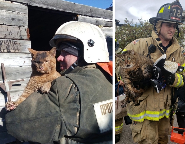 Русский и американский коты после пожара Кот, Пожар, Спасение, Фотография, Спасение животных, Пожарные