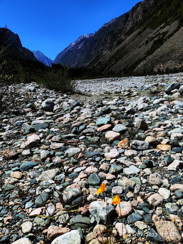 Но цвело много всего и разного.