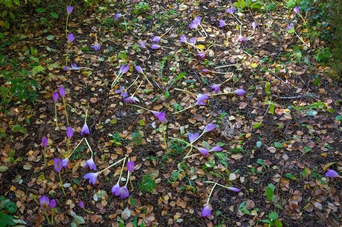 Новосибирская учительница заплатила 40 тысяч за сорванные учениками цветы в ТГУ