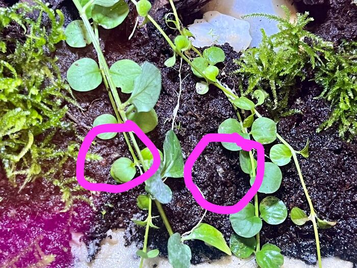 Довольно трудно их заметить на общем фоне)