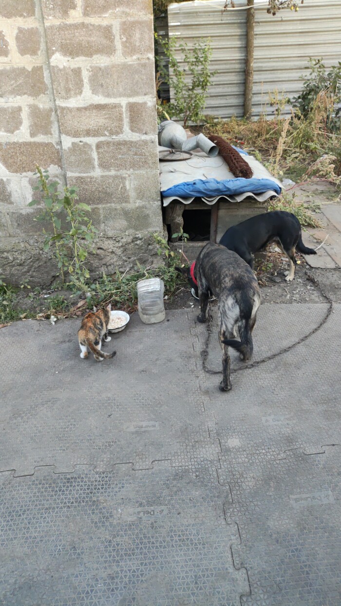 Не смотрите что я маленькая. Миска в самый раз а собакам и одной на двоих хватит