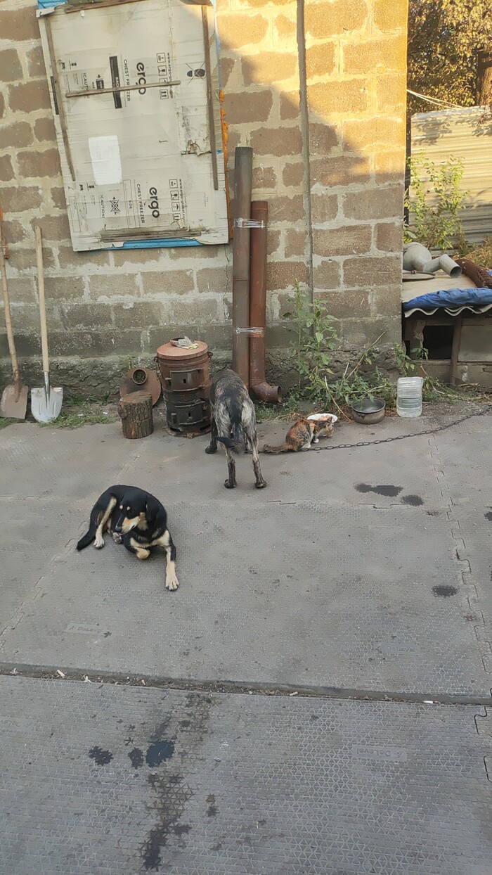 А что в этот раз одну миску проставили? Ну тогда вы подождёте.