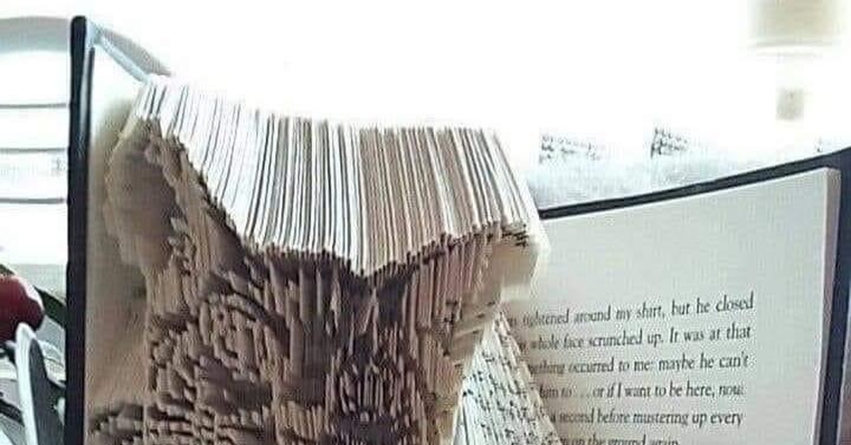 Книжный кот | Пикабу