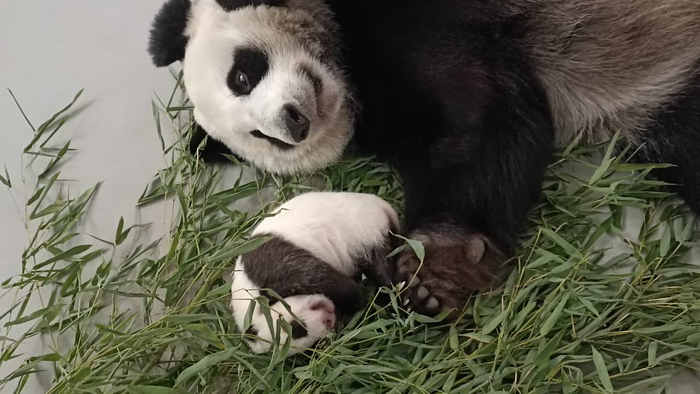 Под чутким маминым присмотром