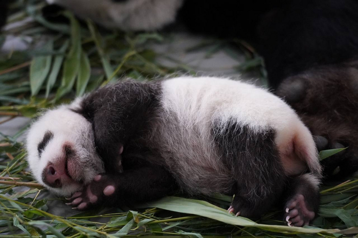 Сладкий пирожочек