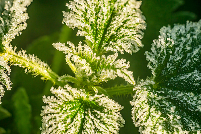 Кристаллы инея на крапивке