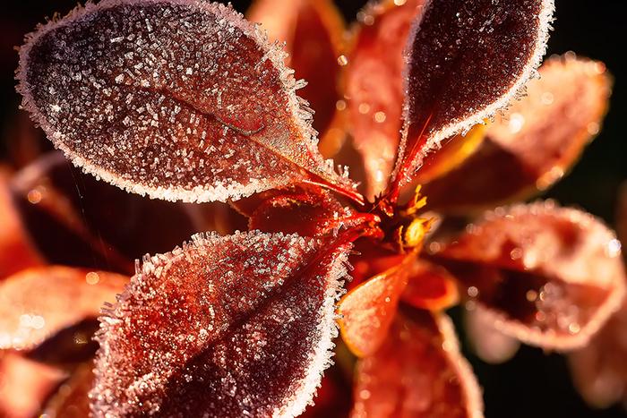 Кристаллы инея на листиках голубики