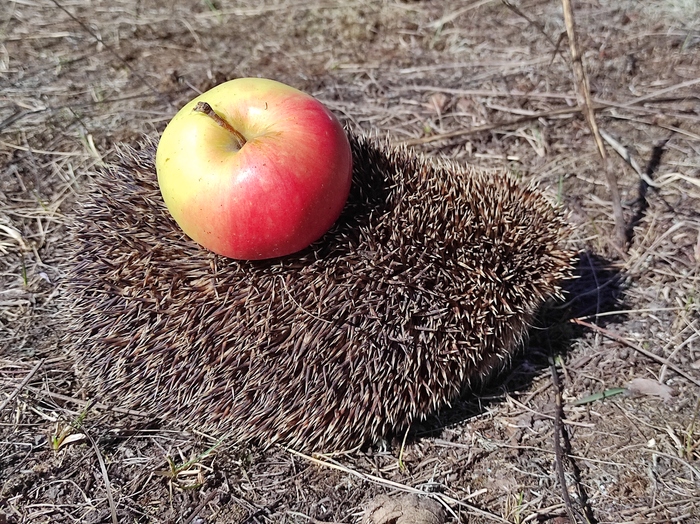 К нам часто в огород приходит ежик. Я ему дарю яблоки и он уходит довольный. Посмотрите доброе видео