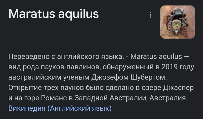   Maratus aquilus ( -) -, , ,  ,  , , Instagram, Instagram (), Instagram Reels, YouTube ()