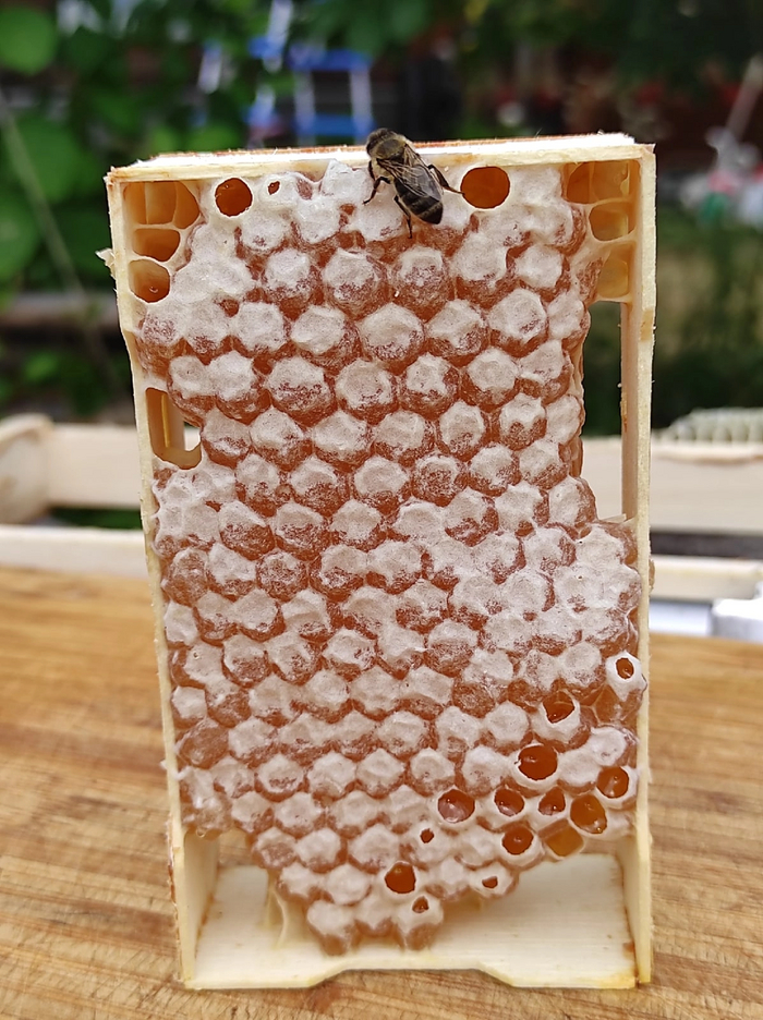 Вот такие мини рамки можно вставлять в улей или колоду и получать сотовый мед