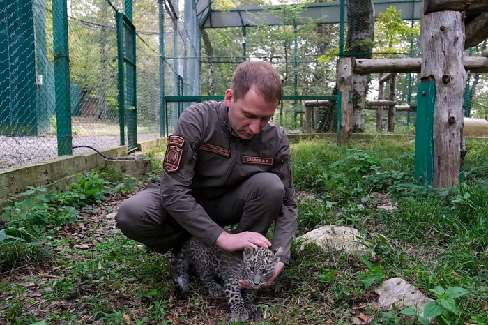 Леопардёнок не сможет самостоятельно жить в дикой природе, потому что не боится людей