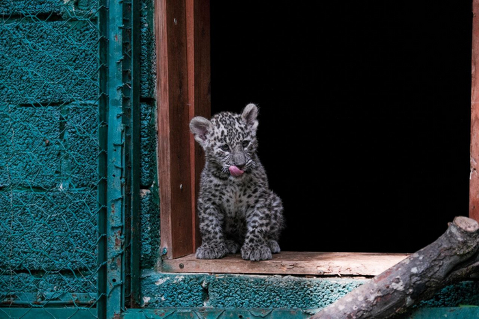 Один в домике