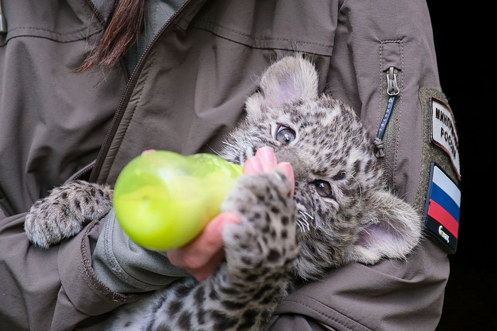 Сейчас Умку кормят специальной молочной смесью четыре раза в сутки и потихоньку начинают вводить в рацион мясо