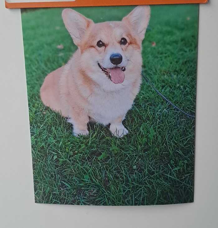 Фотографию распечатывали на фото-принтере (тут кстати присутствует поводок, потому что заранее мы его не убирали в программе).