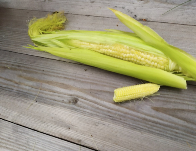 Как выращивать кукурузу: инфографика