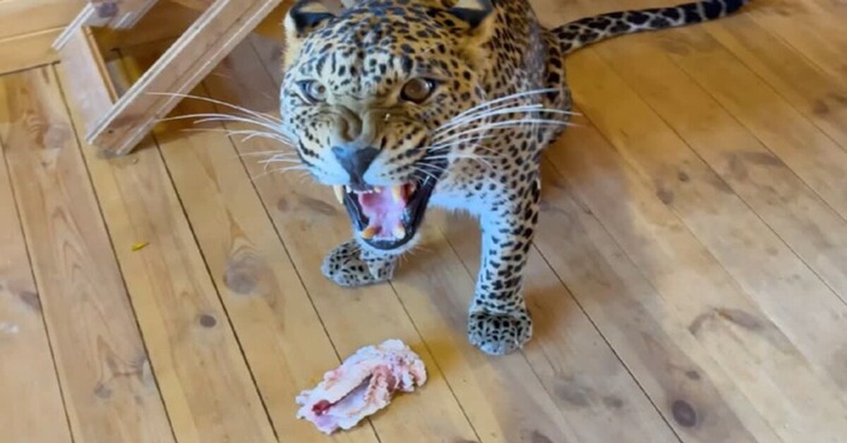 Кормление кота :3 | Пикабу