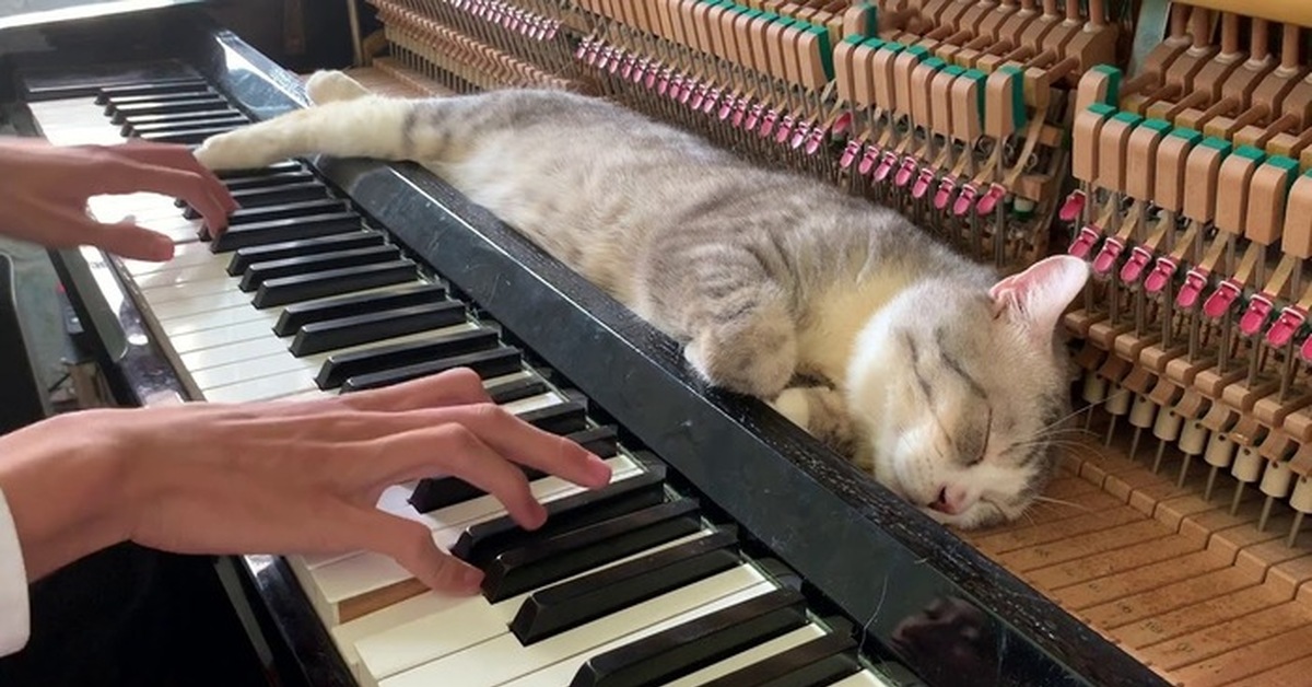 Does he play the piano. Кот пианист Бенто. Котик на пианино. Кот пианист. Котик играющий на пианино.