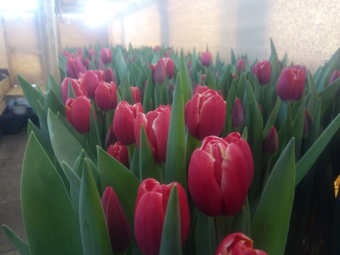 Рискнули вырастить тюльпаны зимой к 8 марта в обычной летней теплице Село, Деревня, Садоводство, Сельское хозяйство, Тюльпаны, Длиннопост