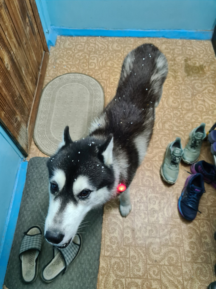 Украсился лепестками белых цветков.