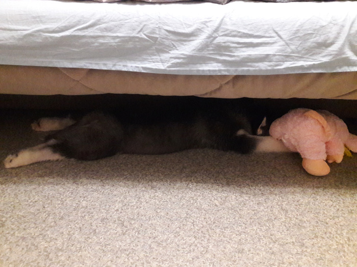 Дом, новый дом. Новое всё. Столько всего необоссанного.