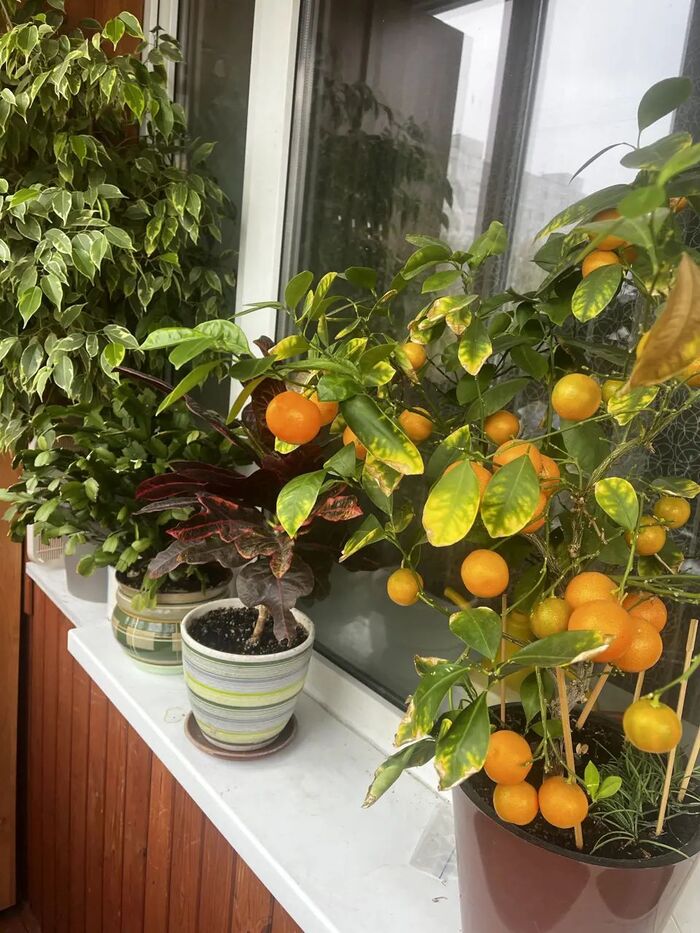 �������� ������