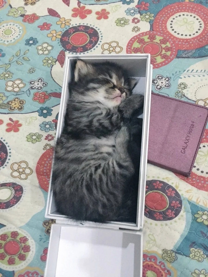 ICat-mini, � ������ ��������