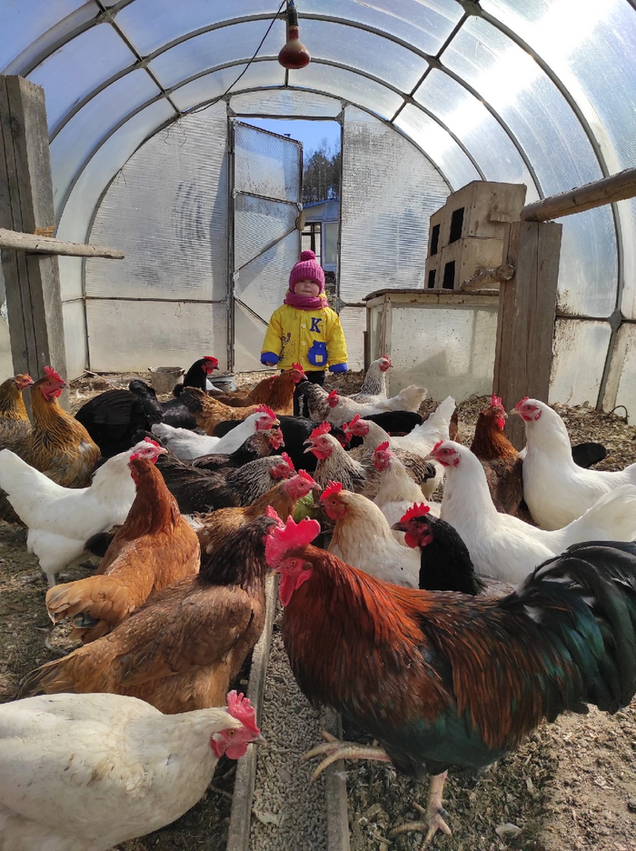 Кажется приняли за своего. Главный по курам раздает еду