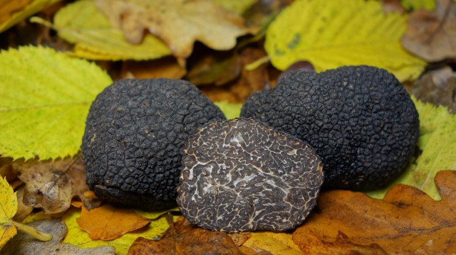 Черный трюфель