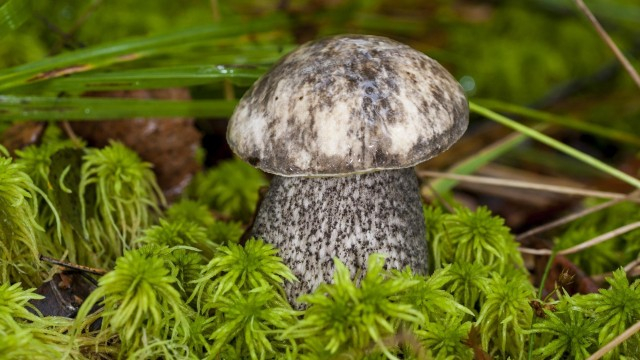 Подберезовик разноцветный