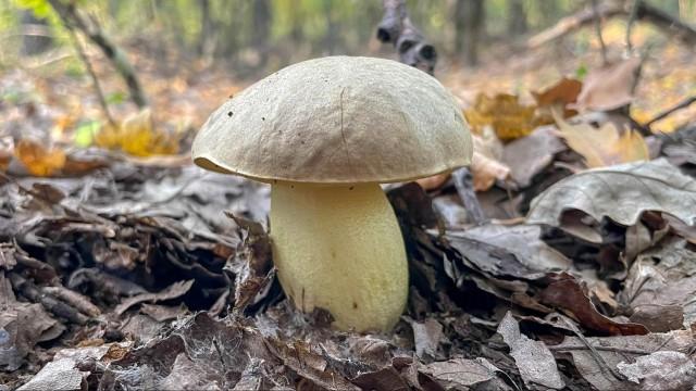 Полубелый гриб