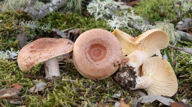 Груздь золотисто-желтый лиловеющий