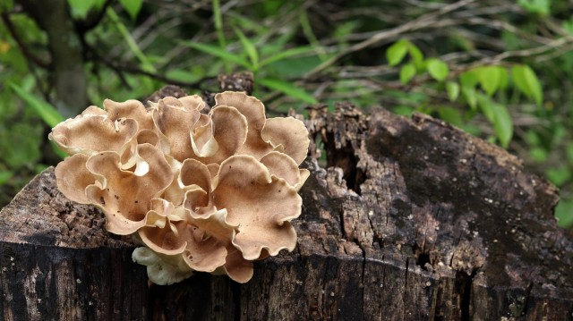 Трутовик разветвленный или зонтичный, или гриб-баран